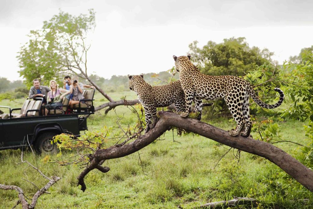 Kruger_ National_ Park_ in_ South_ Africa