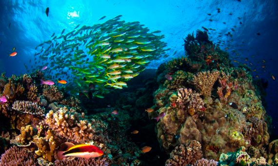 Natural-wonder-Great-Barrier-Reef