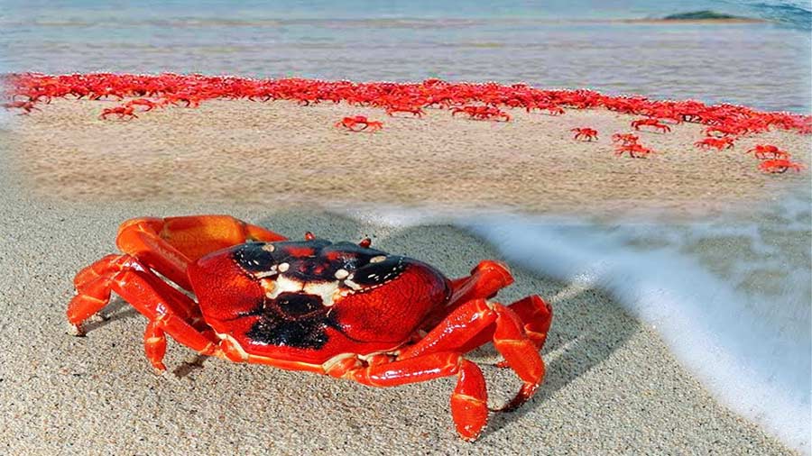 Red-Crab-Kuakata