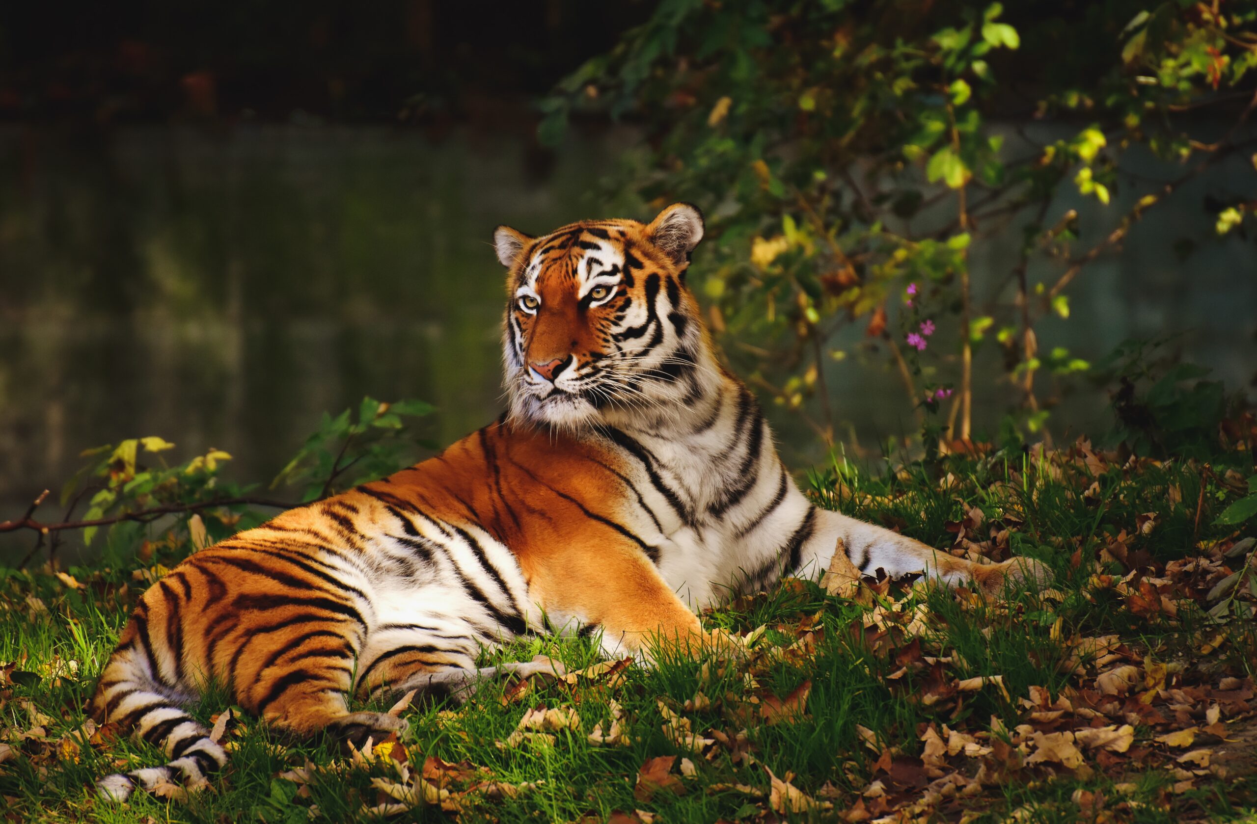 Tiger-Bangladesh