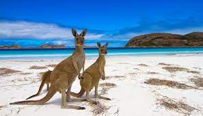 Kangaroo _Island's1